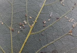 Aphids