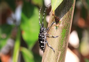 AsianLongHornedBeetle